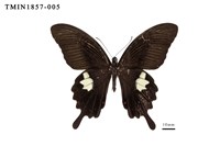 藏品(白紋鳳蝶)的圖片